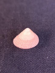 Calliostoma allporti