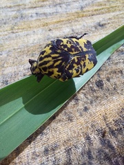 Gymnetis marmorea