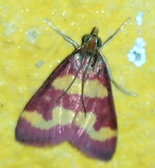 Pyrausta tyralis