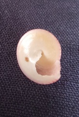 Calliostoma allporti