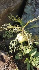 Physochlaina physaloides