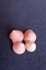 Calliostoma allporti