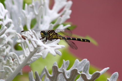 Eastern Least Clubtail photo 4