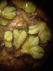 Riccia limbata