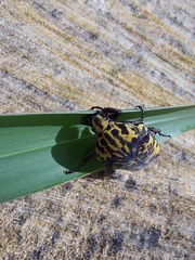 Gymnetis marmorea