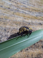 Gymnetis marmorea