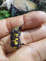 Gymnetis marmorea