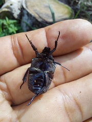 Gymnetis marmorea