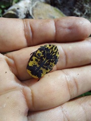 Gymnetis marmorea