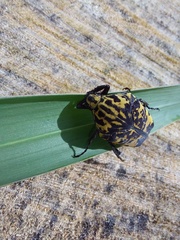 Gymnetis marmorea