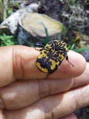 Gymnetis marmorea