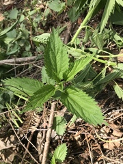 Laportea alatipes