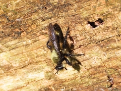 Laphria divisor