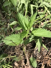 Laportea alatipes