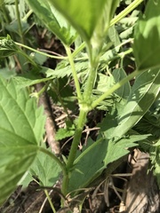 Laportea alatipes