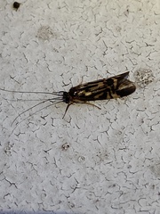 Macrostemum carolina