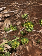 Euphorbia crenulata