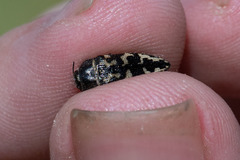 Acmaeodera acuta
