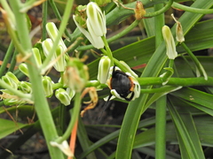 Albuca batteniana