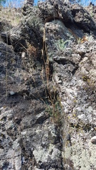 Cleistogenes kitagawae