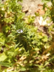 Veronica verna