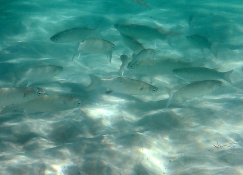 Goldspot mullet (Liza argentea) — Mugilidae — 4