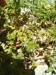 Veronica verna