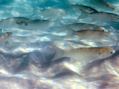 Gracilimugil argenteus