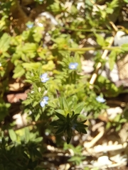 Veronica verna