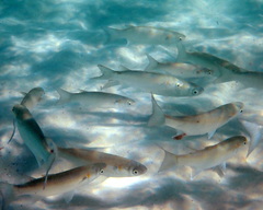 Gracilimugil argenteus