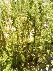 Veronica verna