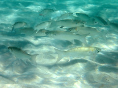 Gracilimugil argenteus