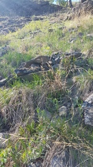 Cleistogenes kitagawae