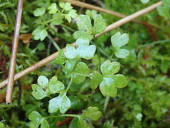 Ranunculus ternatifolius