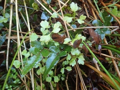 Ranunculus ternatifolius