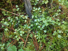 Ranunculus ternatifolius