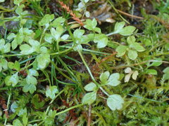 Ranunculus ternatifolius