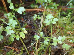 Ranunculus ternatifolius