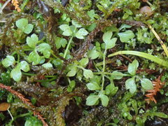 Ranunculus ternatifolius