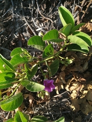 Ipomoea pes-caprae