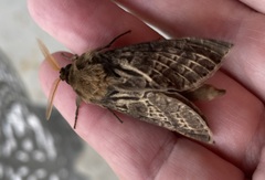 Oxycanus antipoda
