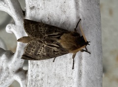 Oxycanus antipoda