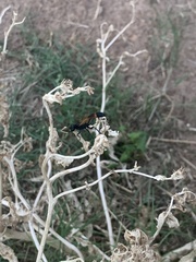 Ammophila placida