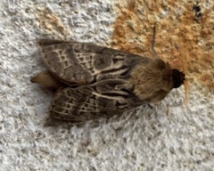 Oxycanus antipoda