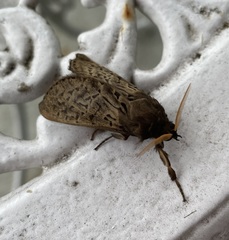 Oxycanus antipoda