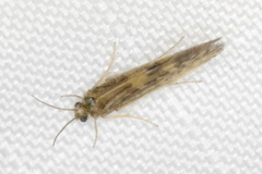 Agraylea