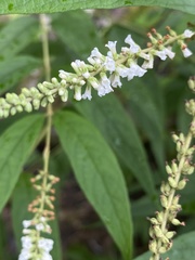 Buddleja asiatica