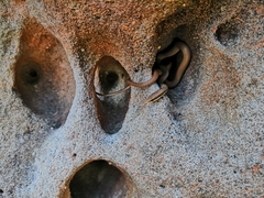 Liopeltis tricolor