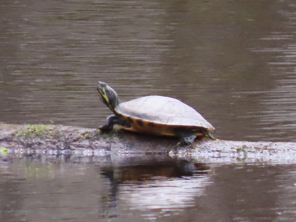 Coastal Plain Cooter in April 2022 by Gray Catanzaro · iNaturalist