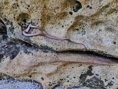 Liopeltis tricolor